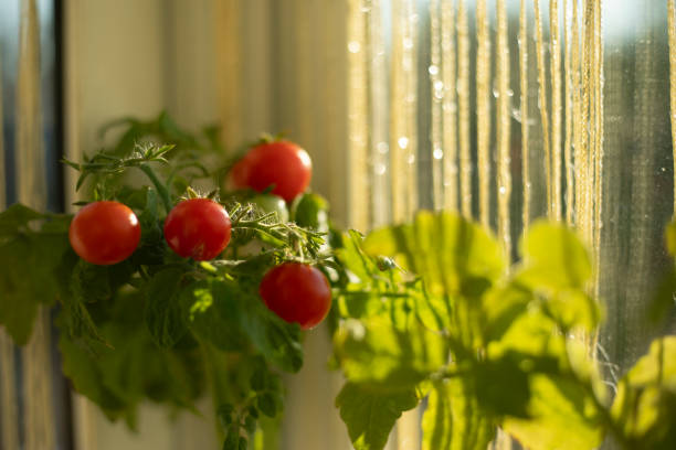 Home tomatoes. Home garden. Useful fruits. Small red tomatoes.