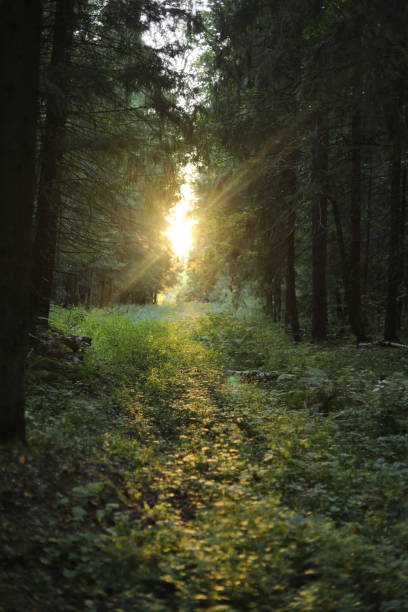 istock A gap in the forest. Light through the spruce trees. 2189878452