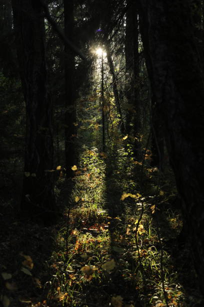 istock Warm light in the forest. The golden hour in nature. 2189878578