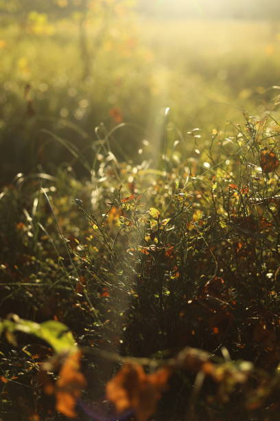 istock Warm sunlight on plants. Golden hour in nature. 2189878601