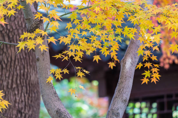 istock Yellow maple leaves in a park in Shanghai 2189880579