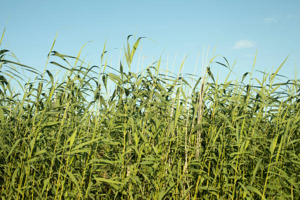 Green plants and blue skies. Tall marsh grass. Sedge in summer. Long stems of plants.