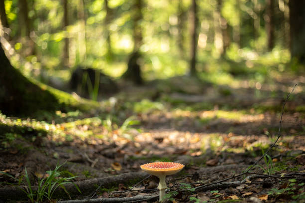 Red fly agaric in the forest. Magical mushroom. Red cap mushroom. Kingdom of mushrooms.