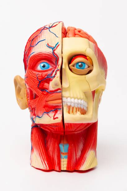 istock Human head anatomy model for education 2189883452
