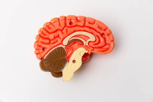 istock Human brain Anatomical Model, medical concept image 2189883516