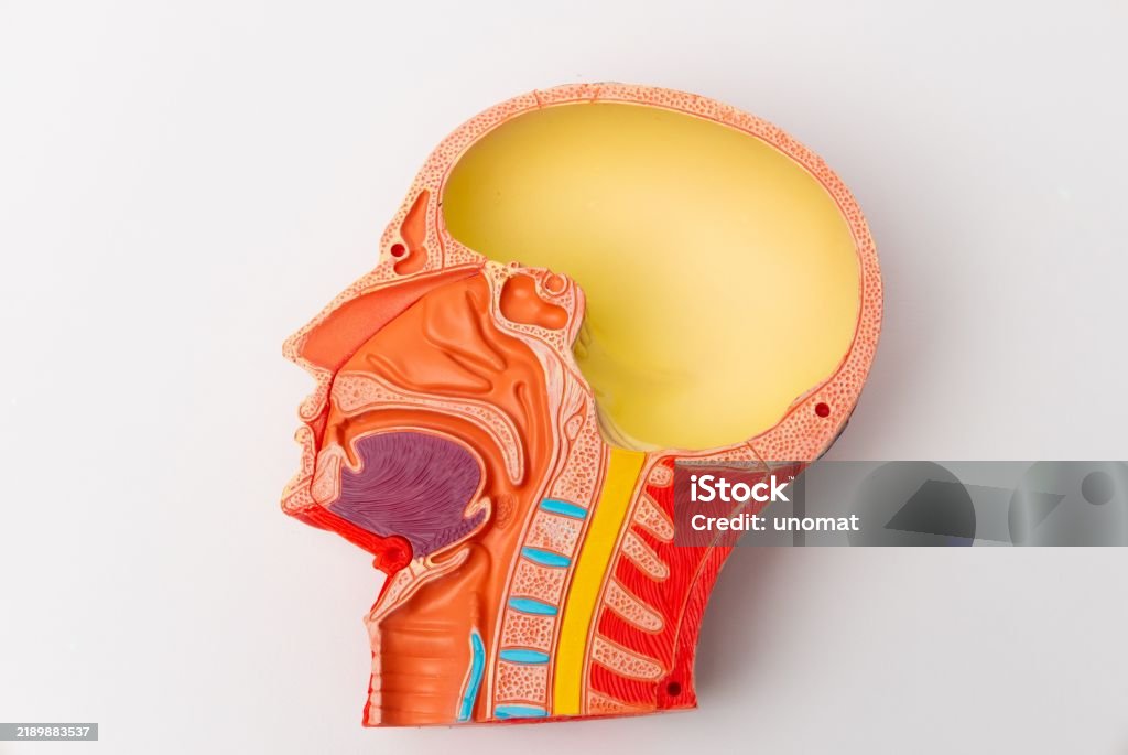 Basic Head Structure Model Human Head Anatomy Model For Education Stock Photo - Download Image Now ...