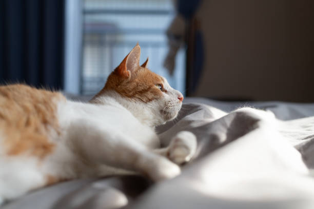 istock Cat relaxing in the room 2189883556