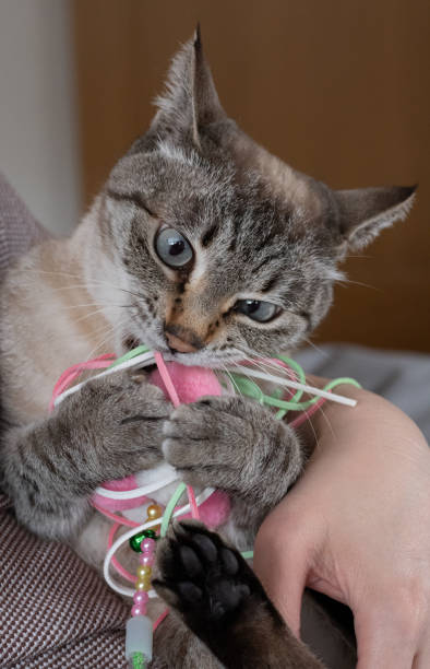istock cute cat playing with toys 2189883633