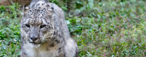 istock A cute snow leopard sitting and relaxing 2189883844