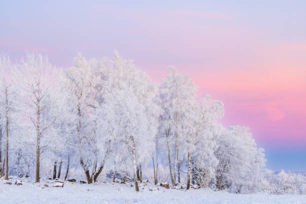 istock Birch grove with hoarfrost at dusk 2189884271