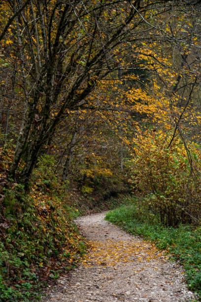 istock Scenic hiking nature trail path through autumn forest. 2189884523
