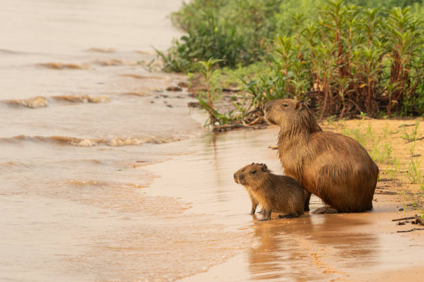 istock Capybara family on sandy river side in Pantanal Brazil. 2189884871