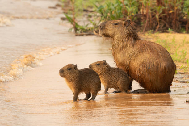 Capybara family on sandy river side in Pantanal Brazil.