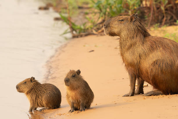 istock Capybara family on sandy river side 2189884944
