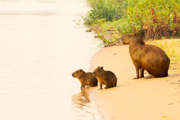 istock Capybara family on sandy river side 2189884998