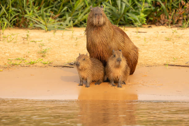 istock Capybara babies and mother sitting together on beach 2189885191