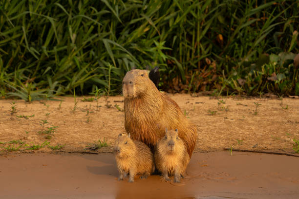 istock Capybara babies and mother sitting together on beach 2189885220