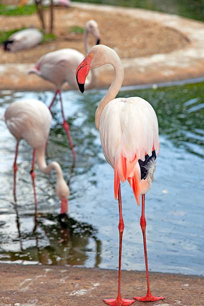 istock Pink flamingo standing in a pond with vibrant reflections 2189886333