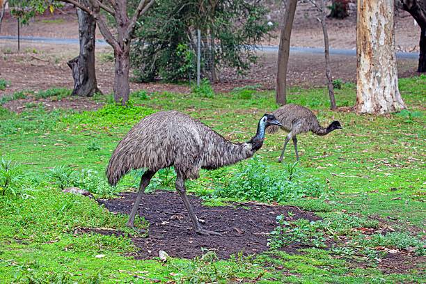 Pair of emus with sharp orange eyes.