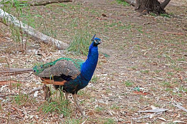 A peacock stands on a stone.