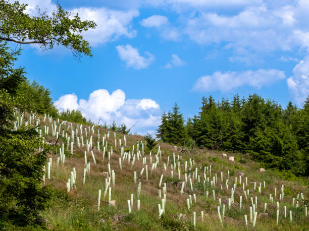 istock reforestation with tree seedlings with plastic tubes around stem growing in rows 2189886864