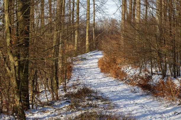 A snowy field in winter in Sauerland