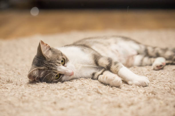 istock Striped cat pet lying on the floor 2189889203
