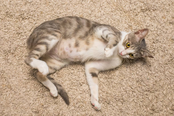 istock Playful tricolor cat pet posing indoor 2189889205