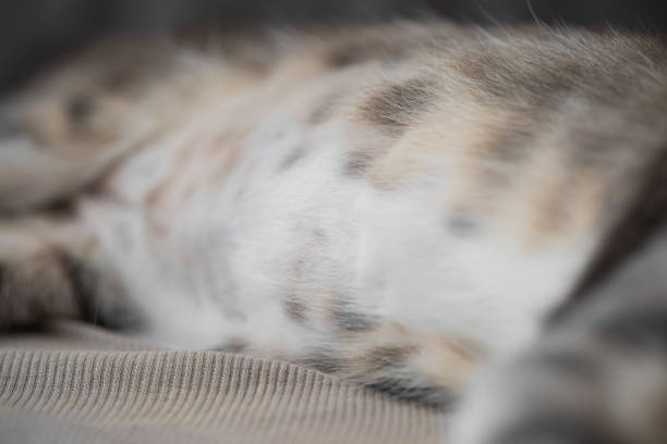 Cute cat paws. Close-up photo of a pet.