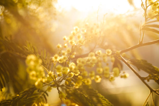 Yellow mimosa or silver acacia in the sun light background