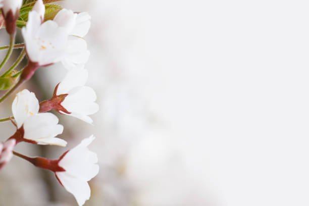 Blooming white flower, blossom nature background
