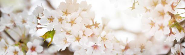Spring garden banner with white flower, blossom nature background
