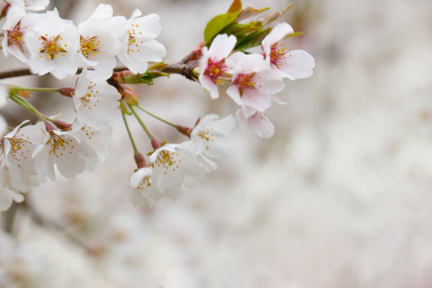 Spring border of white flower, blossom nature background