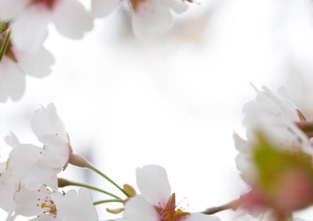 Frame of white flower, blossom nature background