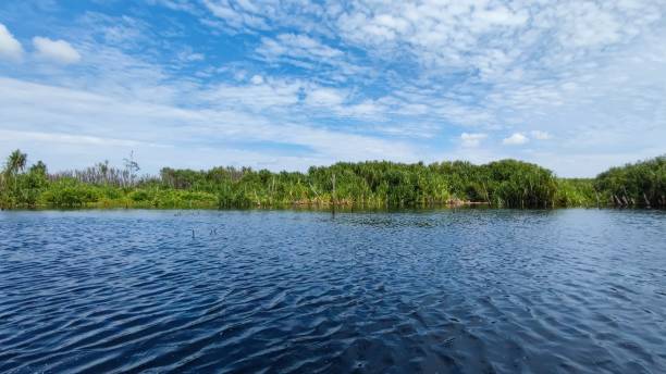 istock Sebangau National Park 2189889894