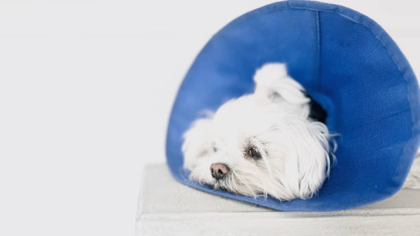 istock Dog with Elizabethan Collar. 2189891986