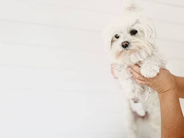 istock Female dog with abdominal bandage after sterilization surgery. 2189891996