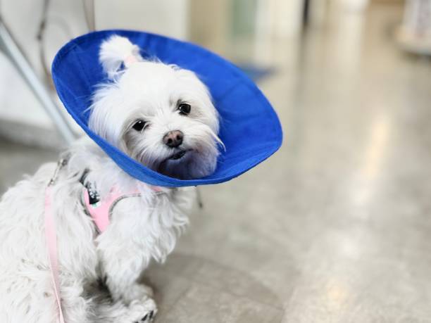 istock Dog with Elizabethan Collar. 2189891999
