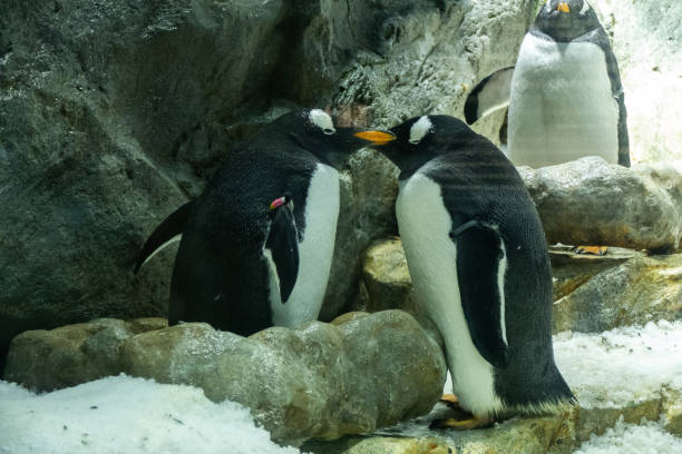 Penguin in the Aquarium, Japan