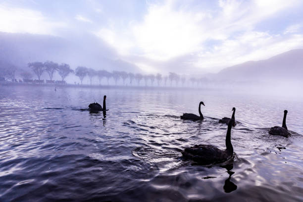 Swan on the Lake