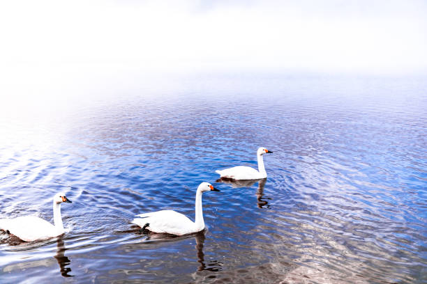 istock Swan on the Lake 2189892776