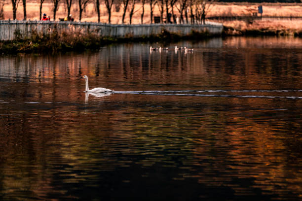 Swan on the Lake