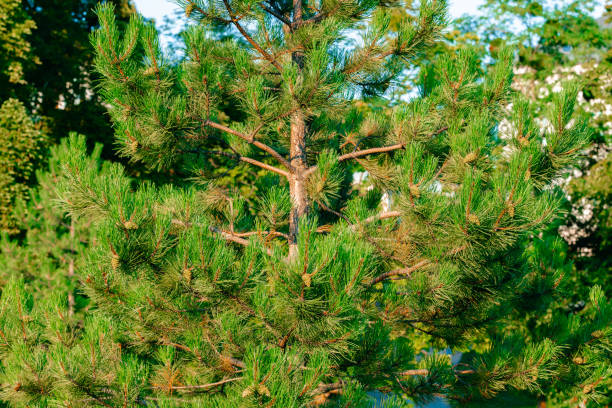 istock evergreen spruce nature simple common tree close up seasonal view concept 2189894619