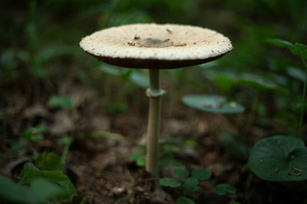 Pale grebe. A poisonous mushroom. White Fly Mushroom. A dangerous mushroom in Russia.