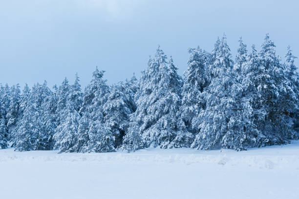istock Panorama of winter landscape with snow-covered pine forest 2189895557