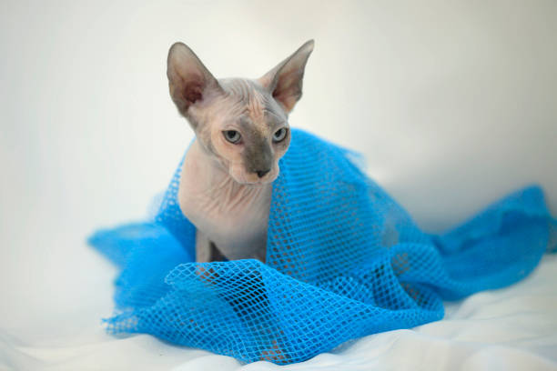 Portrait of cute sphinx cat