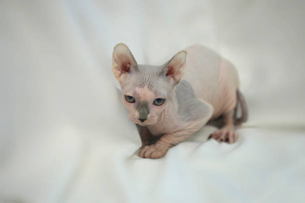 Portrait of cute sphinx cat