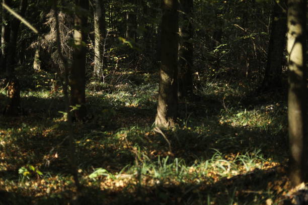 A thicket of forest. Summer forest. The first days of fall. Wilderness.