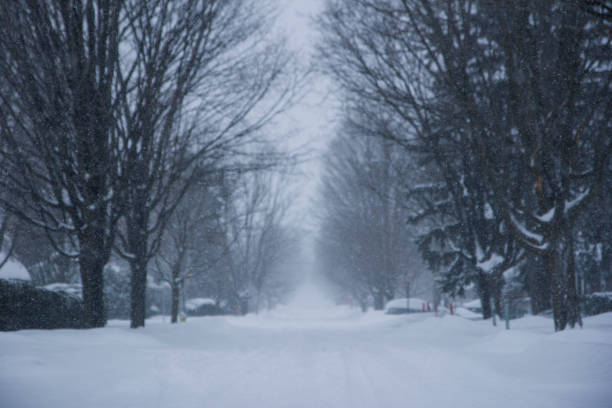 Gentle snowfall on a quiet suburban street.