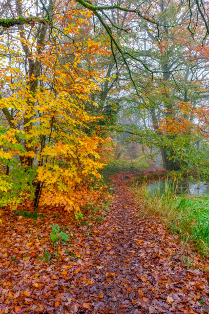 istock Autumn Woodland Path, Autumn Coloured Trees And Leaves 2189902507